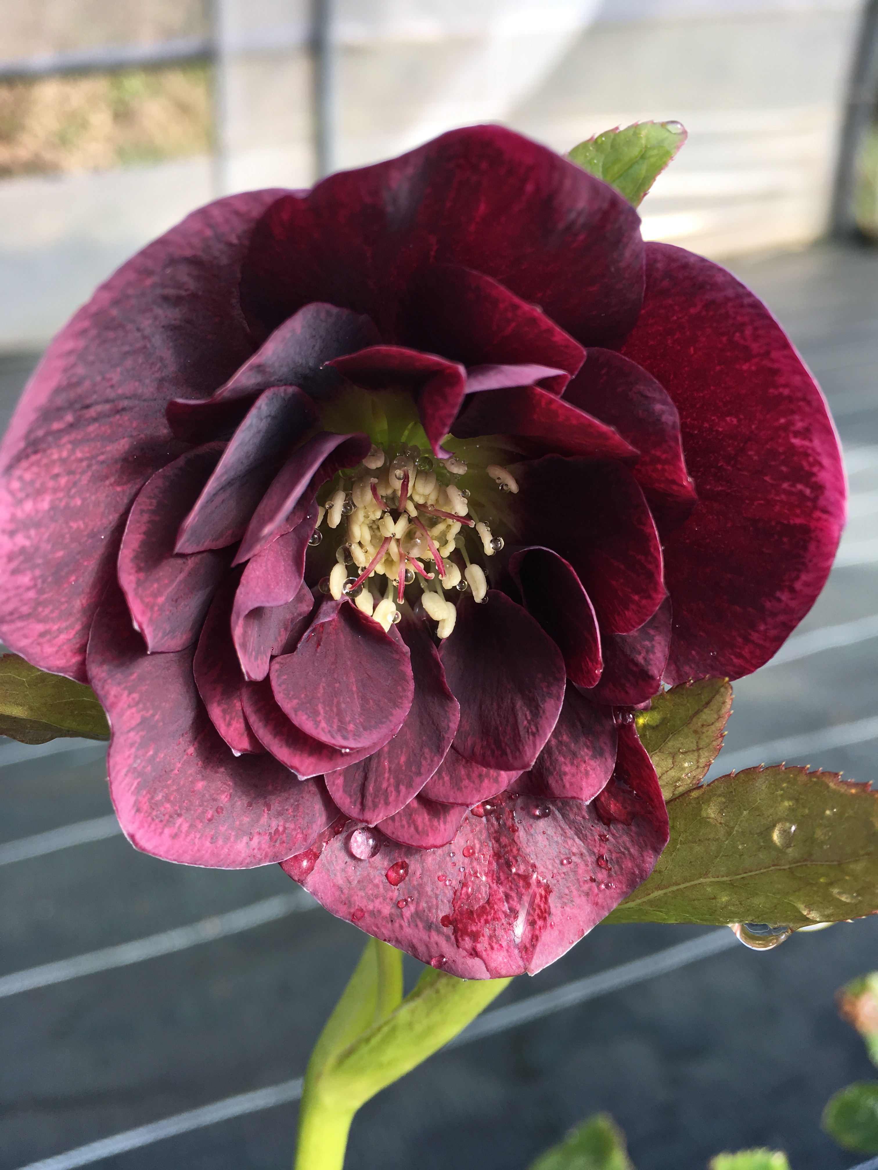 Hellebore Orientale \